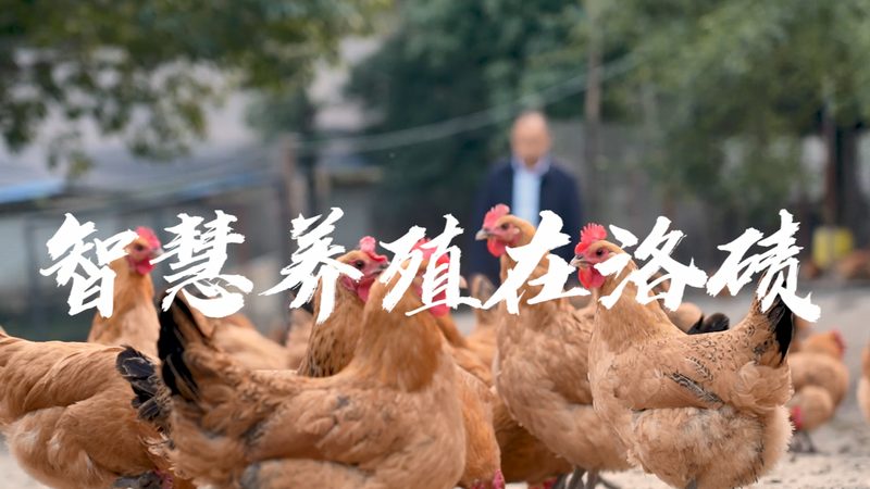 CDMO龙头企业定制流程：揭秘生物制药的“幕后英雄